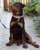 Rottweiler Hund