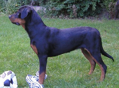 Rottweiler Quenda vom Mariannenthal (7 Monate)