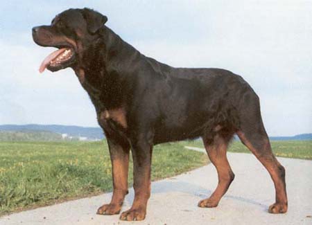 Rottweiler