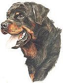 Rottweiler