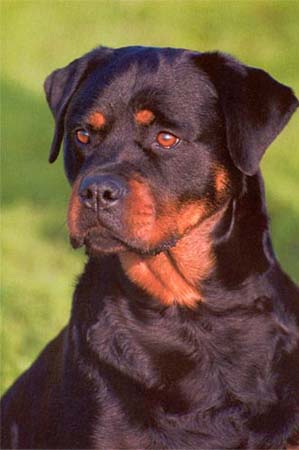 Rottweiler