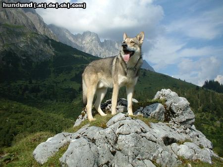 Saarlooswolfhund Boon * Saarlooswolfhond* 