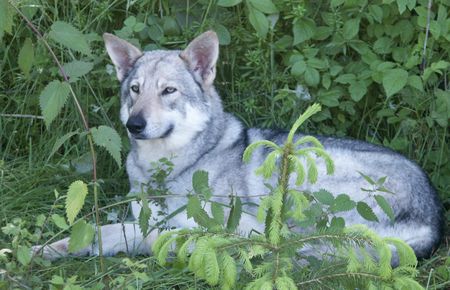 Saarlooswolfhund Saarlooswolfhond 