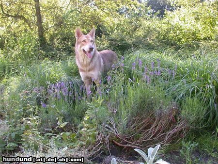 Saarlooswolfhund Amacho  Axel de Louba tar