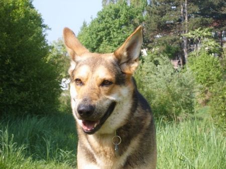 Saarlooswolfhund