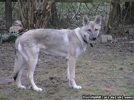 Saarlooswolfhund Cherka Wacanda Tachunga, Tochter von Andra Gina 8 Monate 