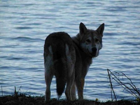 Saarlooswolfhund Clyde....