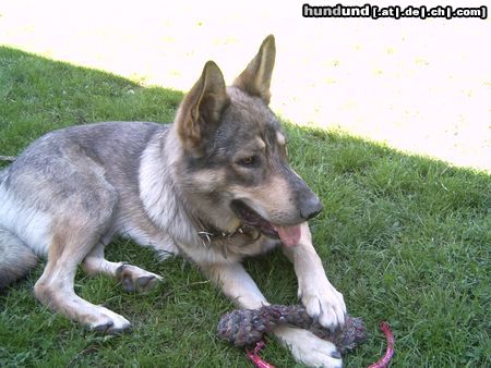 Saarlooswolfhund Rex ein Saarloos?