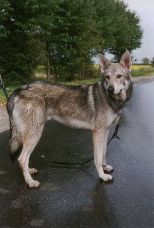 Saarlooswolfhund Bautz Balsac Lúcas Du Bois