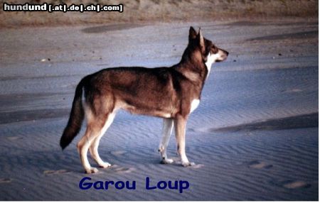 Saarlooswolfhund Garou Loup