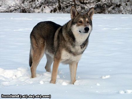 Saarlooswolfhund Schnee