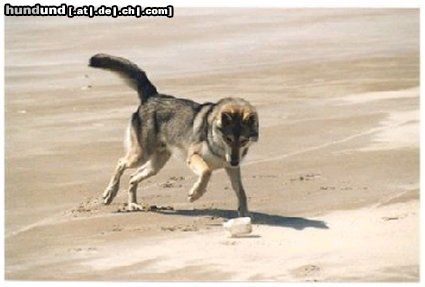 Saarlooswolfhund Strandspiele