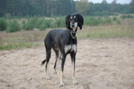 Saluki Yalameh Daran Khan