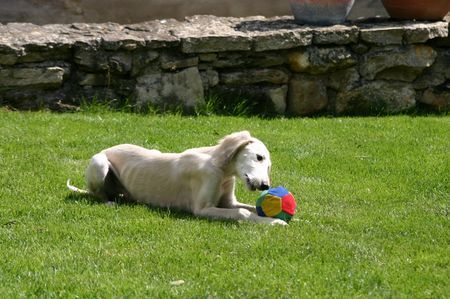 Saluki  Hallab of Falconers Dream