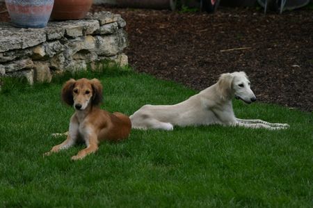 Saluki Hamra und Hallab of Falconers Dream