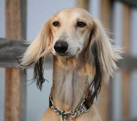 Saluki Simhearth Najib al Arif