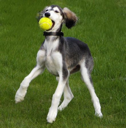 Saluki Willst du mit mit mir spielen?