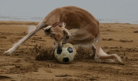 Saluki FIFA 2006