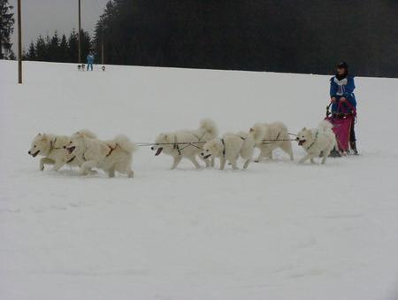 Samojede Samojedengespann 