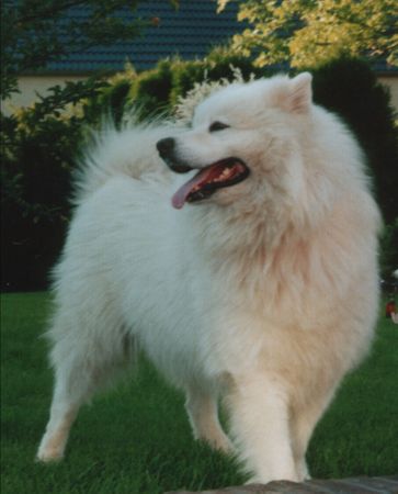 Samojede Vasco From The Taimyr Peninsula