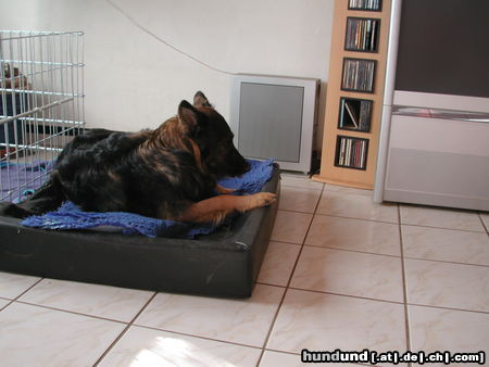 Deutscher Schäferhund Brauner langhaariger Schlag Kandy