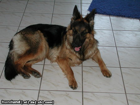 Deutscher Schäferhund Brauner langhaariger Schlag Face 