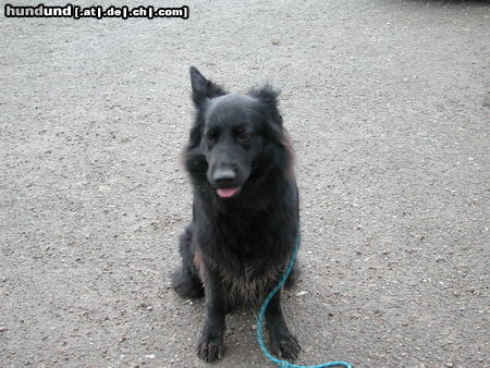 Deutscher Schäferhund Brauner langhaariger Schlag Kimberly