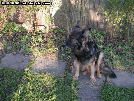 Deutscher Schäferhund Brauner langhaariger Schlag Kandy