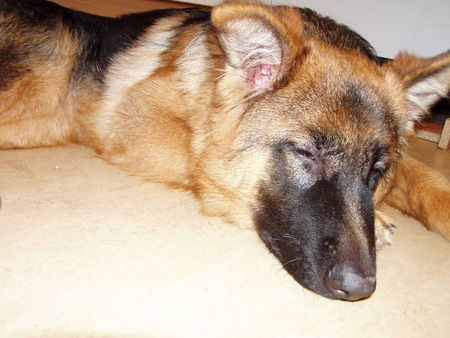 Deutscher Schäferhund Brauner langhaariger Schlag