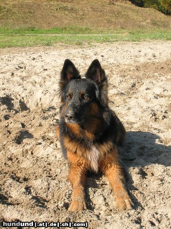 Deutscher Schäferhund Brauner langhaariger Schlag Chicca! Schäfer- Apenzeller mix