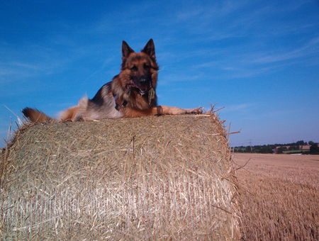 Deutscher Schäferhund Brauner langhaariger Schlag Der Sonntagsspaziergang