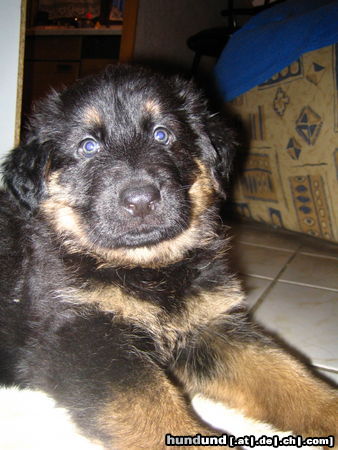 Deutscher Schäferhund Brauner langhaariger Schlag Kandy's Baby