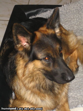 Deutscher Schäferhund Brauner langhaariger Schlag Face 