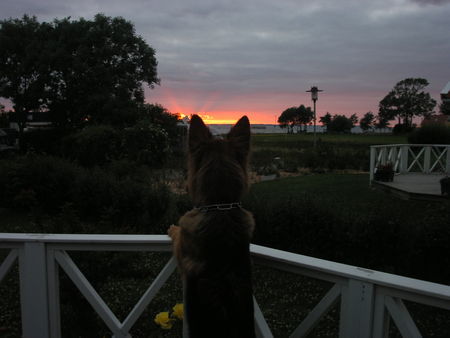 Deutscher Schäferhund Brauner langhaariger Schlag Kira an der Ostsee