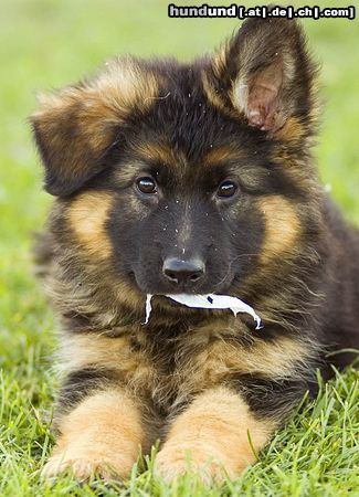 Deutscher Schäferhund Brauner langhaariger Schlag Ich bringe heute die Post