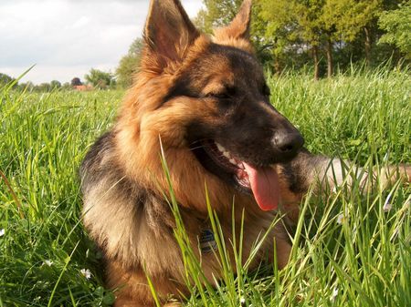 Deutscher Schäferhund Schwarzer langhaariger Schlag meine Bonnie auf der Wiese