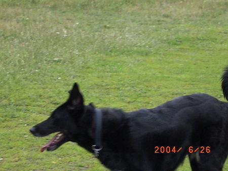 Deutscher Schäferhund Schwarzer langhaariger Schlag