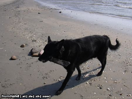 Deutscher Schäferhund Schwarzer langhaariger Schlag Wer wirft jetzt ?