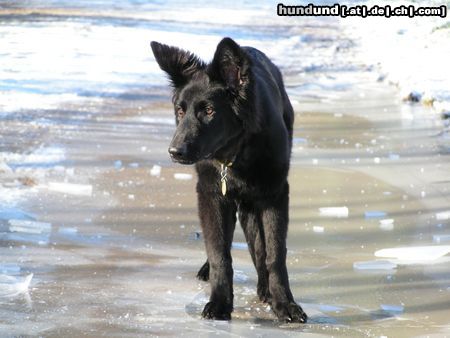 Deutscher Schäferhund Schwarzer langhaariger Schlag Lackschwarze Altdeutsche Schäferhündin Shiva