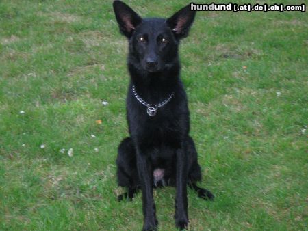 Deutscher Schäferhund Schwarzer langhaariger Schlag Anny 