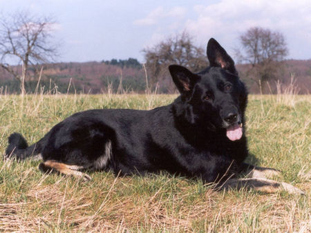 Deutscher Schäferhund Schwarzer langhaariger Schlag Larry von der Sägmühle - gross, kräftig, sportlich und wirklich extrem intelligent! Wie sein Herr...  ;-)