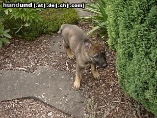 Deutscher Schäferhund Schwarzer langhaariger Schlag Chicca 