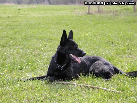 Deutscher Schäferhund Schwarzer langhaariger Schlag Schäferhündin IVY