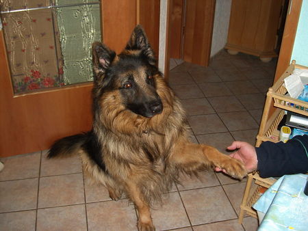 Deutscher Schäferhund Schwarzer langhaariger Schlag ich bin der süsse liebe rocky