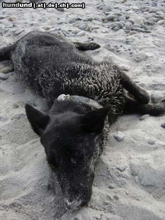 Deutscher Schäferhund Schwarzer langhaariger Schlag So kann es einem gut gehen...