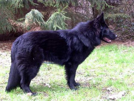 Deutscher Schäferhund Schwarzer langhaariger Schlag unsere Aliya