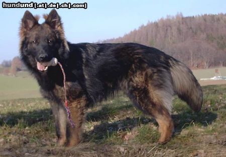 Deutscher Schäferhund Schwarzer langhaariger Schlag Franjo vom alten Wingertshaus