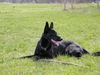 Deutscher Schäferhund Schwarzer langhaariger Schlag Hund