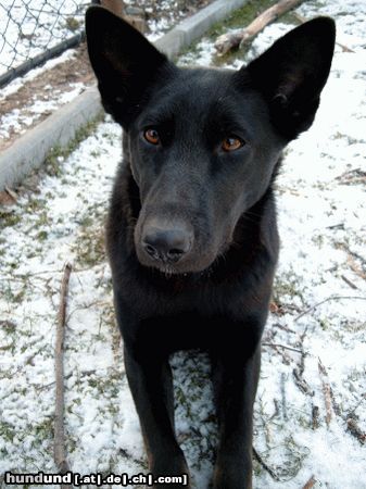 Deutscher Schäferhund Schwarzer langhaariger Schlag Meine Tara, lieb & schmusig