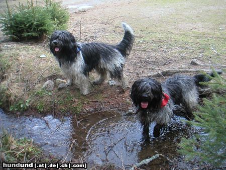 Schapendoes Espandrillo und Hobie of Magic Dog Garden